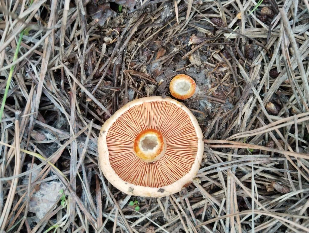 Kanlıca Mantarı Fiyat 