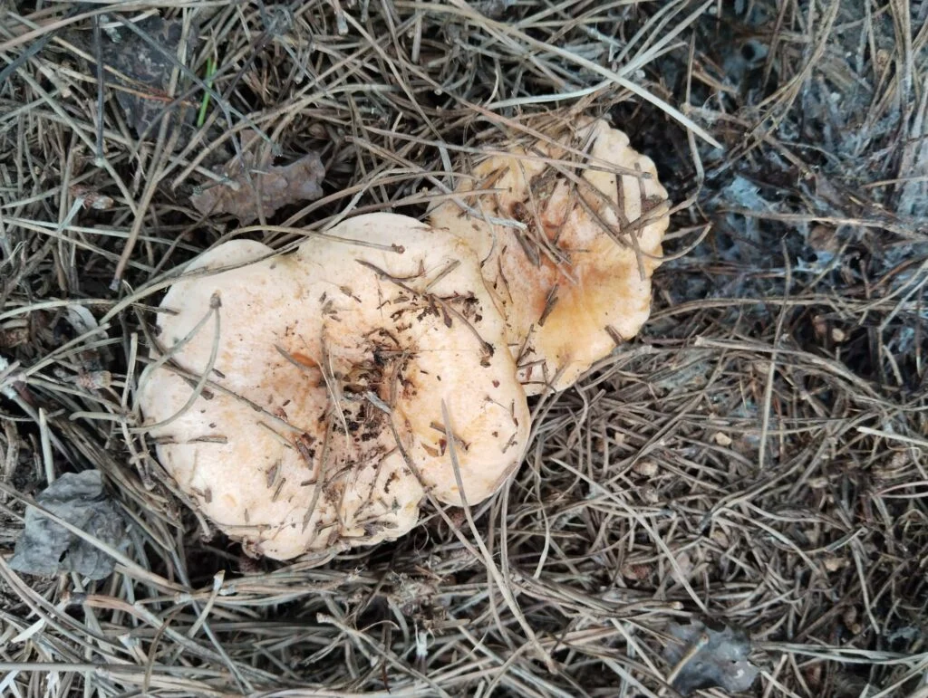 Kanlıca Mantarı Faydaları